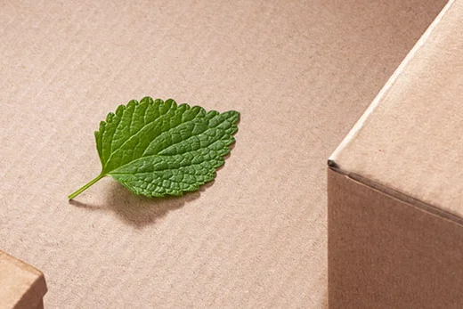 Grünes Blatt auf Karton